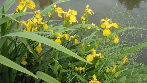 Close-up of yellow flowers