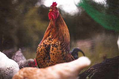 Close-up of rooster