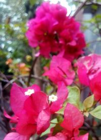 Close-up of pink bougainvillea blooming outdoors