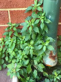 Close-up of ivy growing on plant