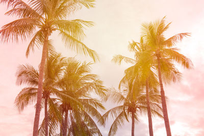 Low angle view of coconut palm trees against sky during sunset