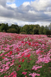 Pink flowering plants on field against sky