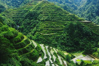 High angle view of agricultural field