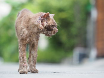 Close-up of a dog looking away