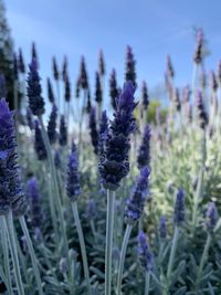 Close-up of purple flowering plants on field