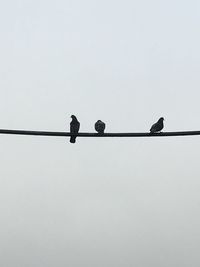 Low angle view of birds perching on cable against sky