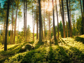 Pine trees in forest against bright sun