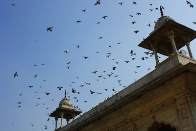 Low angle view of birds flying against sky