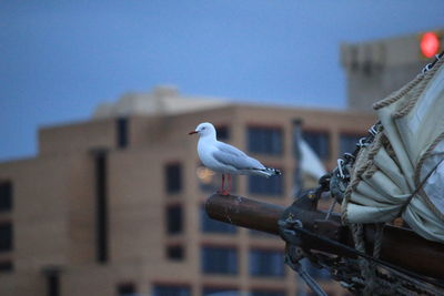 Seagull perching on a wall