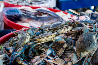 Close-up of seafood for sale at market