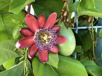 Close-up of red fruit on plant