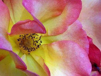 Full frame shot of pink flower