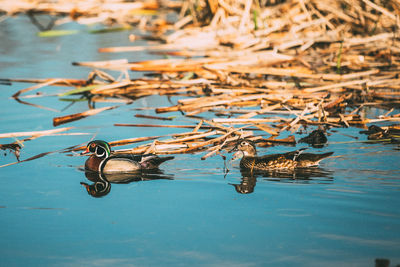 Two wood ducks swimming 