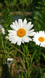 Close-up of white daisy blooming on field