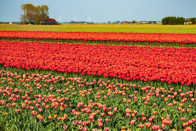 Red tulips in field