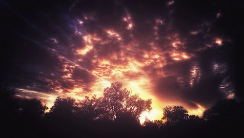 Silhouette of trees at sunset