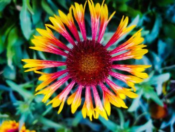 Close-up of purple flower