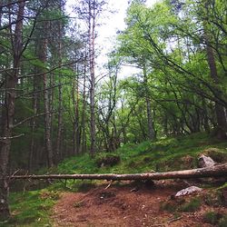 Trees in forest