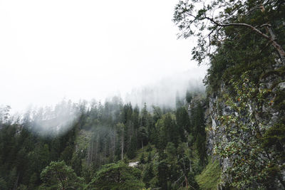 Pine trees in forest against fog