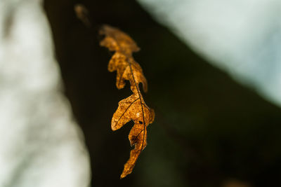 Close-up of dry maple leaf