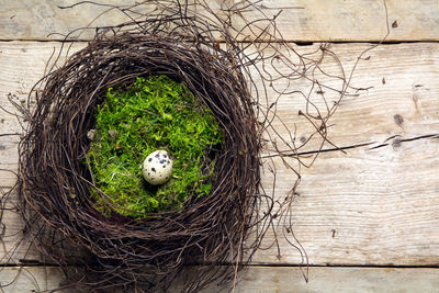 Close-up of bird nest