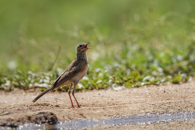 Close-up of bird perching on retaining wall