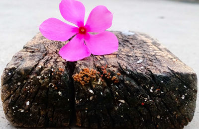 Close-up of pink flower on tree trunk
