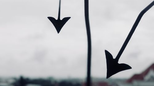 Close-up of silhouette bird against sky