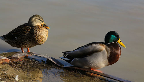 Close-up of mallard duck