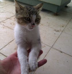 Full length of hand holding cat on tiled floor