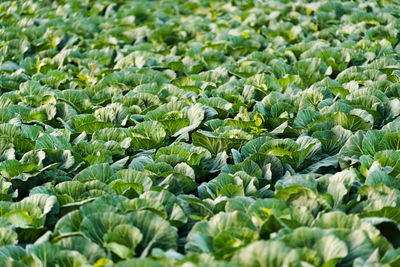 Full frame shot of vegetables on field