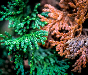 Close-up of pine tree