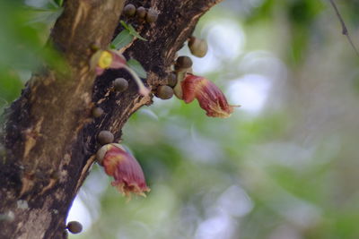 Close-up of flower buds on tree trunk