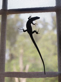 Low angle view of silhouette people on window
