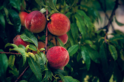 Close-up of apples on tree