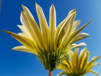 Close-up of yellow flowering plant against blue sky