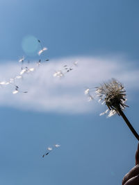 Low angle view of birds flying against blue sky