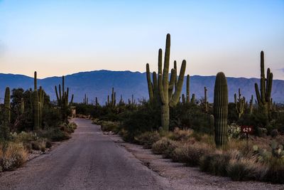 Plants growing on road by land against sky