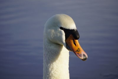 Close-up of swan swimming in lake