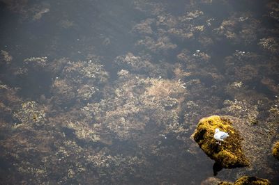 High angle view of rock on water