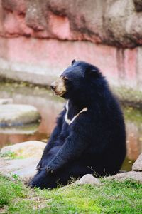 Bear sitting on rock
