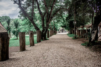 Footpath amidst trees