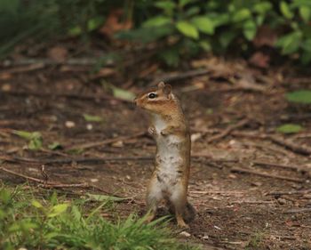 Squirrel on a field