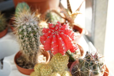 Close-up of succulent plant in pot