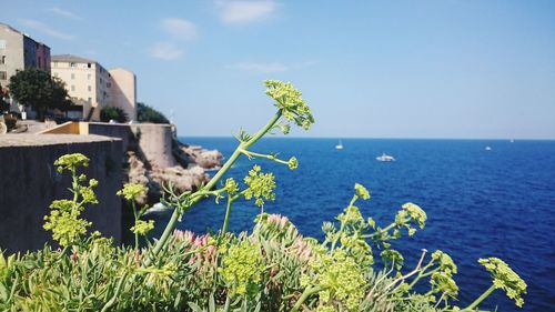 Plants growing against sea