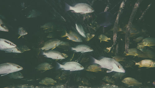 High angle view of fishes swimming in aquarium