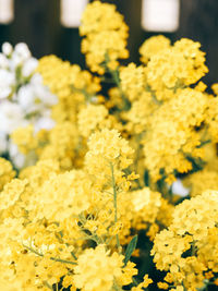 Close-up of yellow flowers blooming outdoors