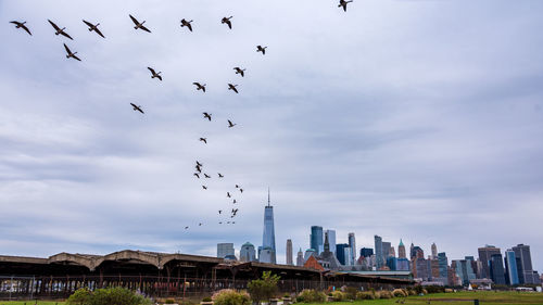 Flock of birds flying in new york city