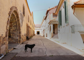 Dog on alley amidst buildings in city