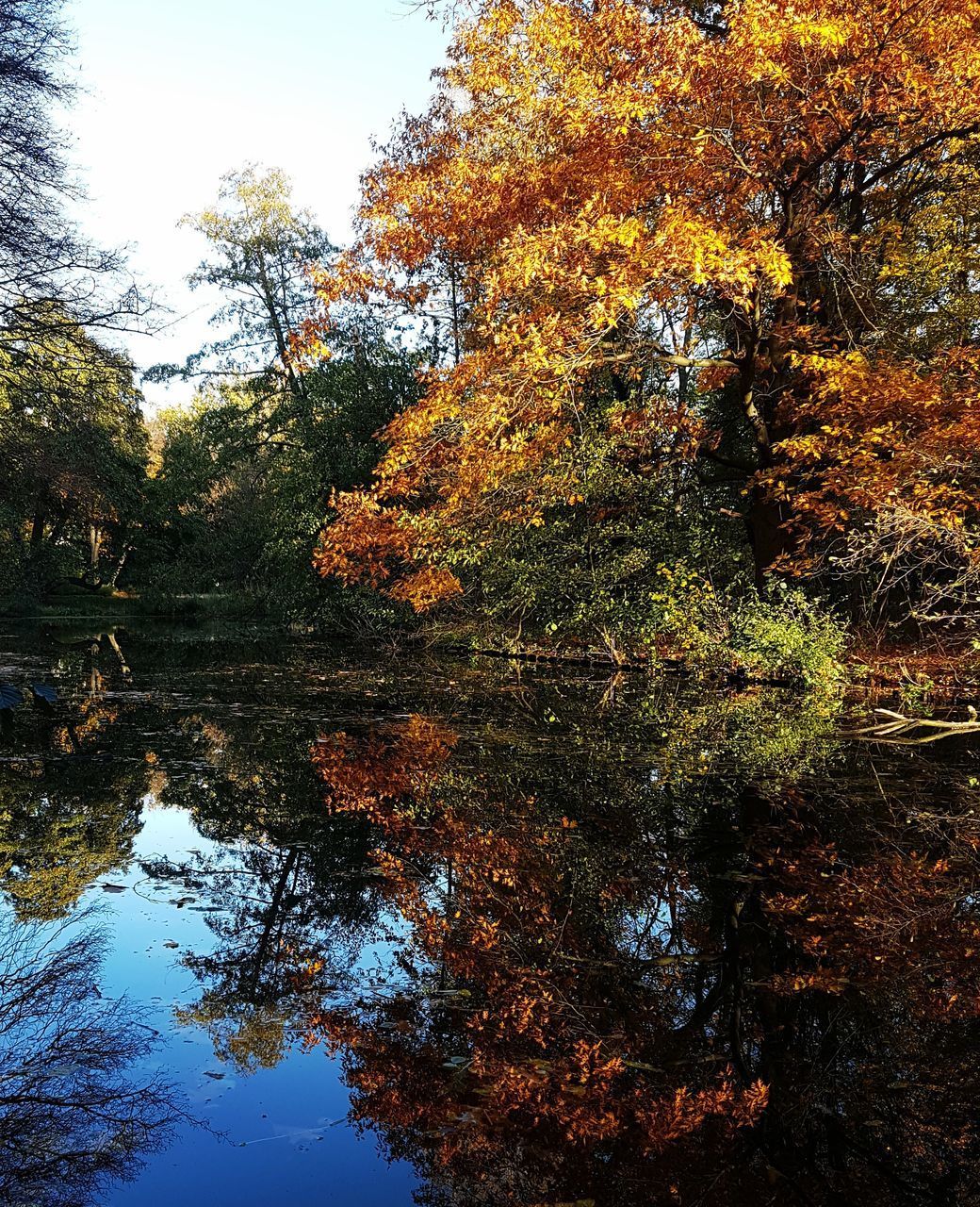 REFLECTION OF TREE IN LAKE AGAINST SKY